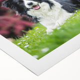 Collie dog wall art design on rolled canvas, showcasing vibrant colors and detailed fur textures, ideal for pet lovers' home decor. Perfectly packaged for easy display.