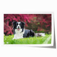 Collie dog wall art print showcasing a vibrant illustration of a playful collie in a colorful, modern design, perfect for dog lovers and home decor enthusiasts.