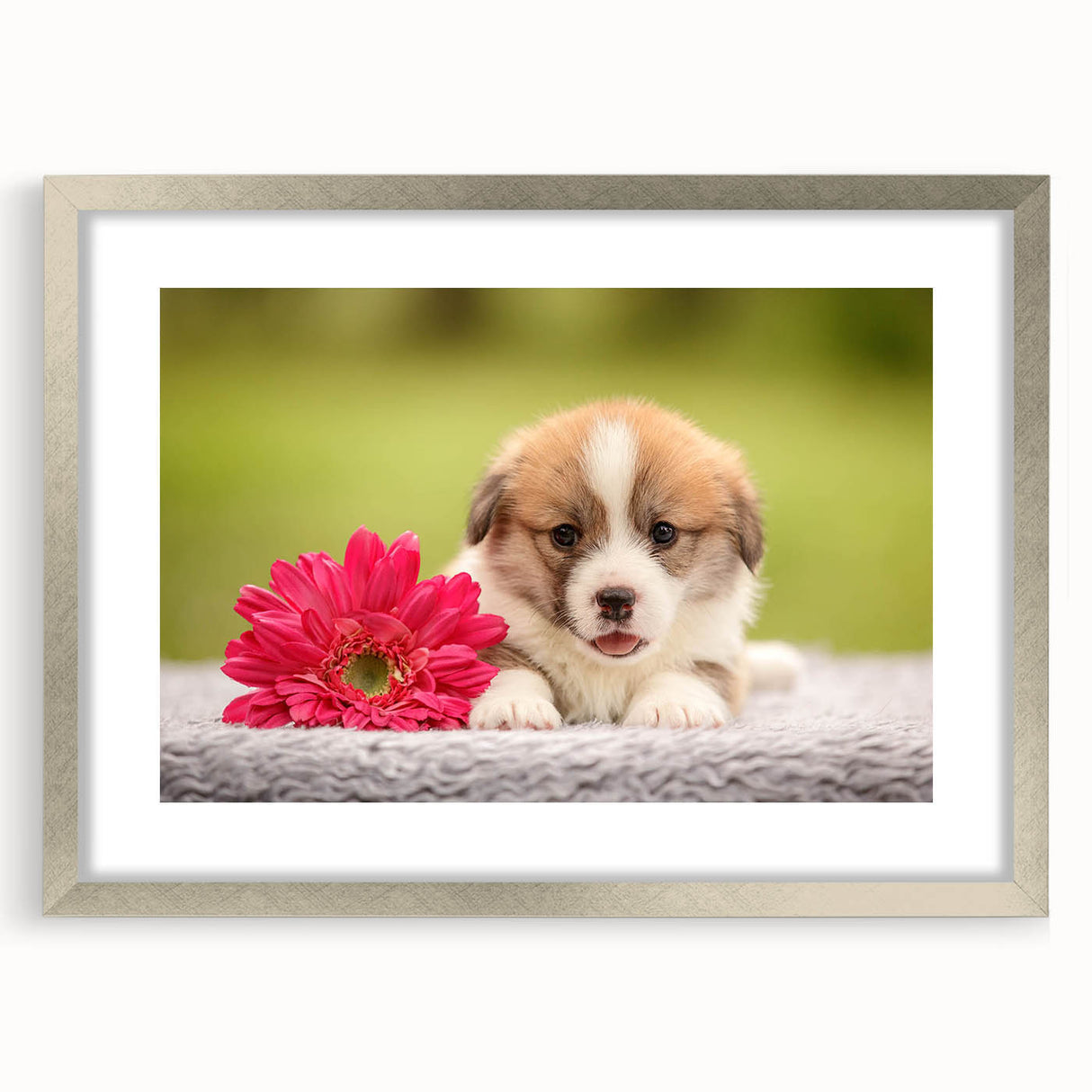 Corgi-themed wall art collection featuring a silver frame with matting, showcasing playful corgi illustrations that add charm to any room decor.