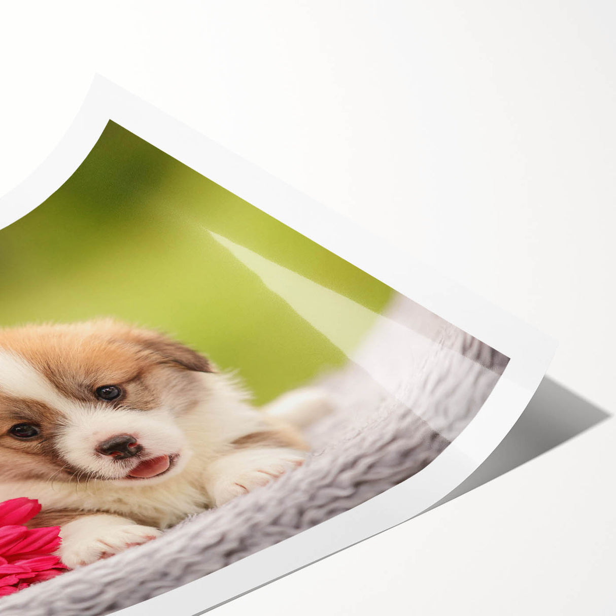 Corgi-themed wall art print showcasing a playful illustration of a corgi in vibrant colors, rolled and ready for display, perfect for pet lovers and home décor enthusiasts.