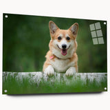 Corgi wall art collection displayed in acrylic glass, showcasing vibrant colors and playful designs, ideal for dog lovers' home decor. Perfect for adding a whimsical touch to any room.