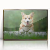 Framed wall art featuring a playful Corgi design with a gold acrylic front, showcasing vibrant colors and intricate details, perfect for dog lovers' decor.