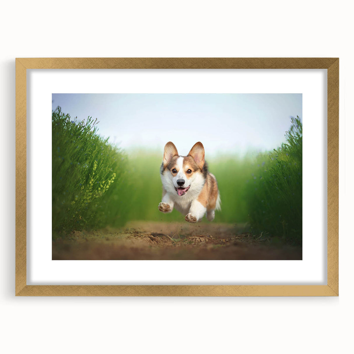 Corgi-themed wall art collection framed in gold with a mat, showcasing adorable corgi illustrations, perfect for pet lovers' home decor.