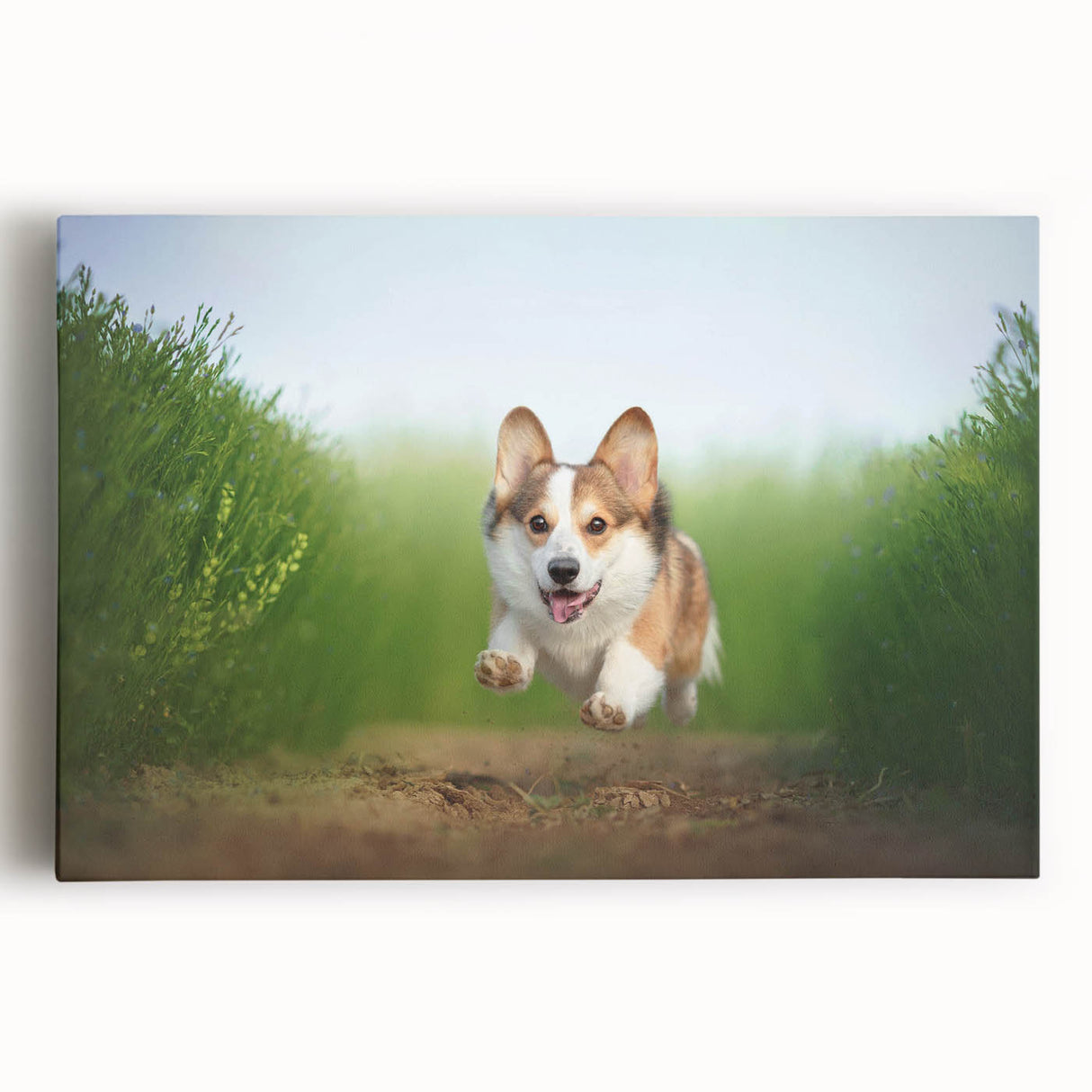 Corgi wall art canvas print showcasing a playful corgi design in vibrant colors, ideal for home decor and pet lovers. Perfect for brightening any room.