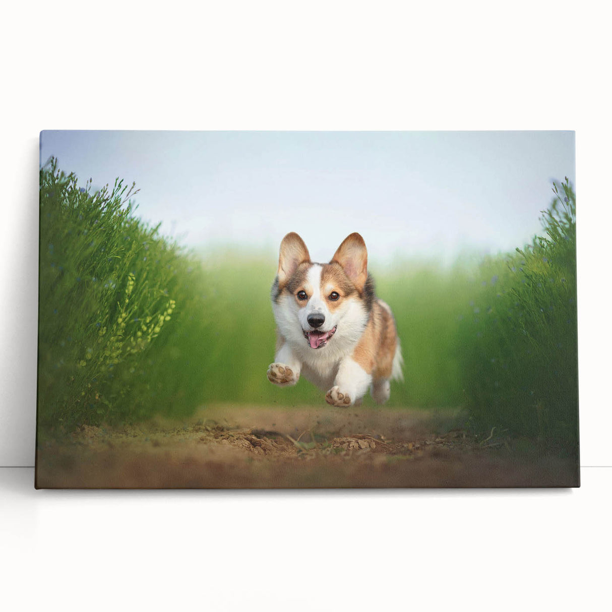 Corgi-themed wall art collection featuring vibrant colors and playful designs, displayed on stretched canvas, ideal for dog lovers' home decor.