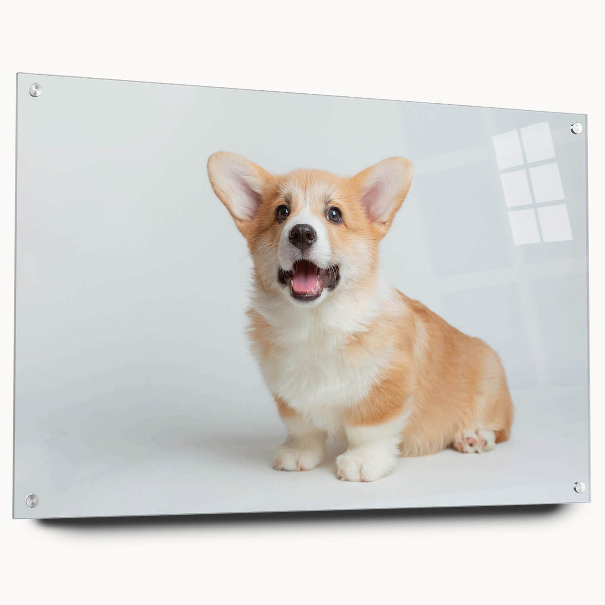 Corgi wall art collection displayed in acrylic glass frame, showcasing vibrant colors and playful design, ideal for dog lovers and home decor enthusiasts.