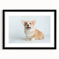 Black-framed wall art collection featuring a playful corgi design, showcasing vibrant colors and intricate details, perfect for dog lovers' home decor.