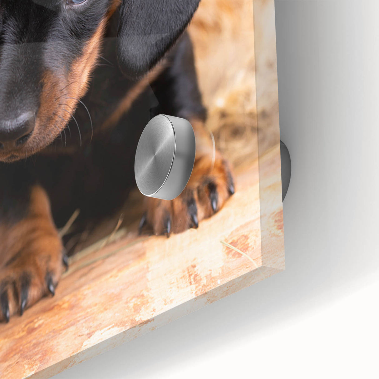 Close-up of a vibrant acrylic wall art piece featuring a playful dachshund design, showcasing rich colors and intricate details, perfect for dog lovers’ decor.