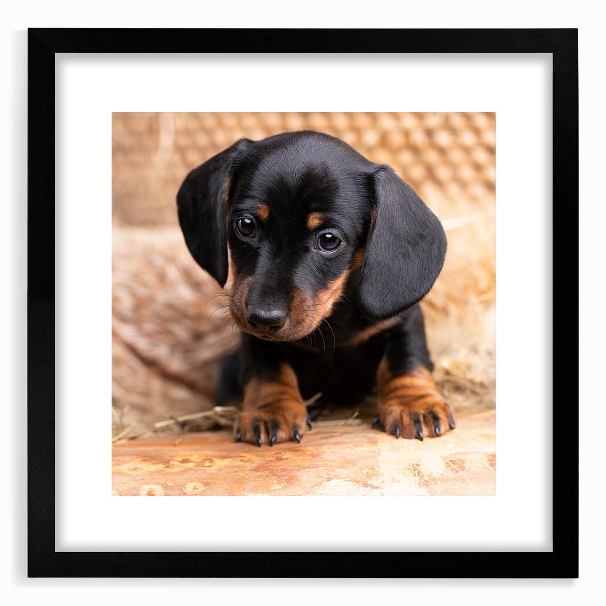 Framed wall art featuring a stylish dachshund design in a sleek black frame with a mat, perfect for dog lovers and home decor enthusiasts.