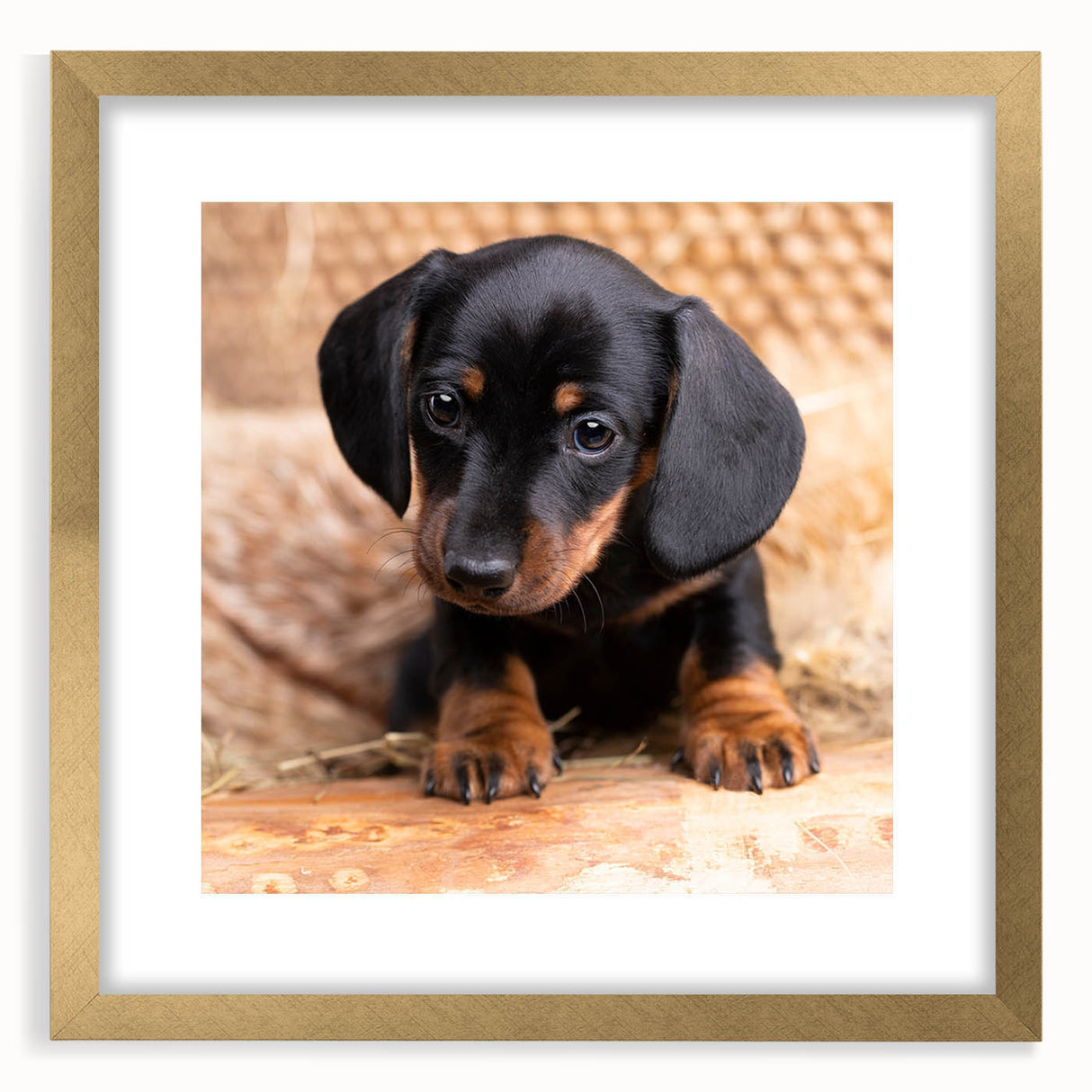 Dachshund-themed wall art framed in gold, showcasing a playful design perfect for dog lovers, set against a neutral background for elegant decor.