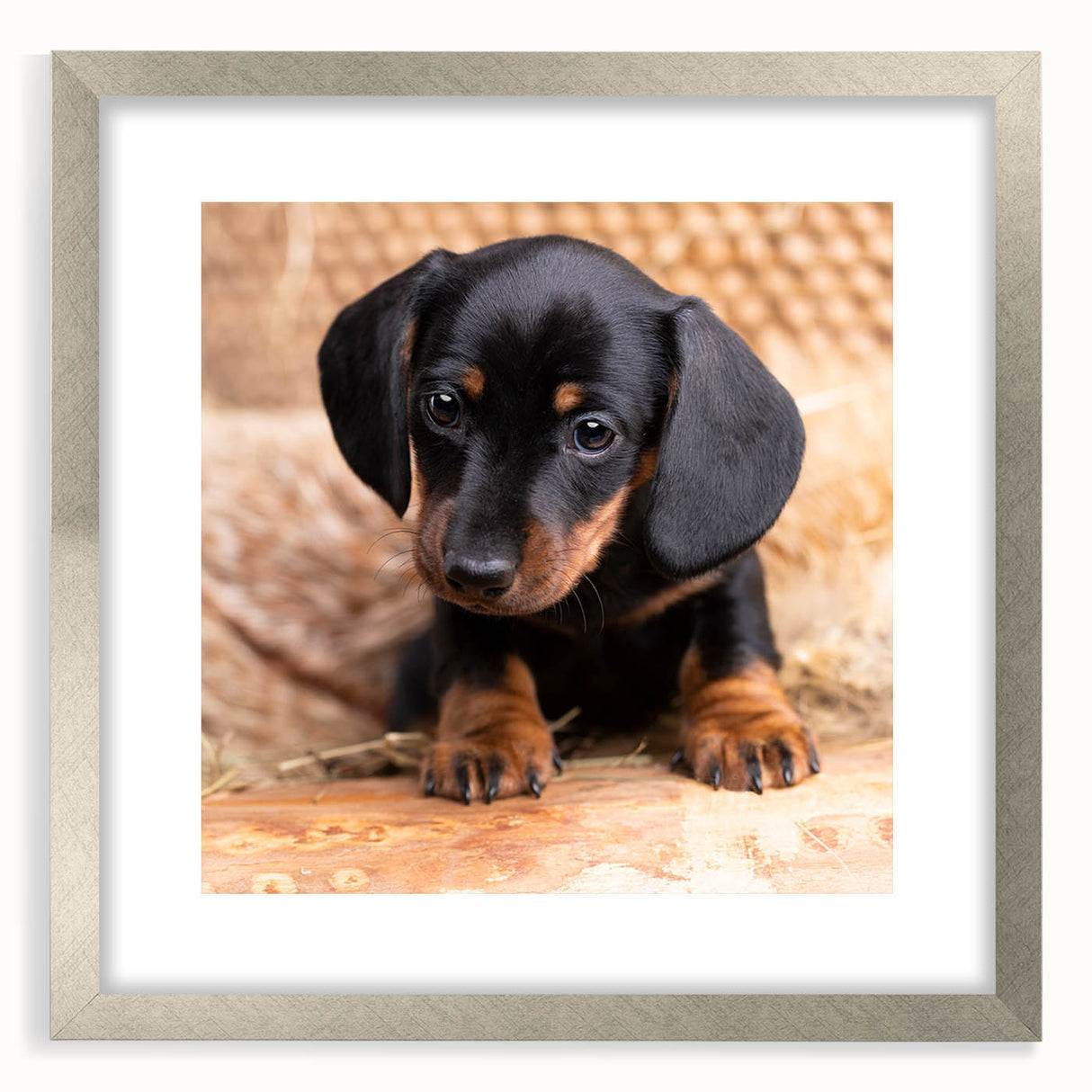 Framed wall art showcasing a modern Dachshund design in silver, featuring a mat for added elegance, perfect for dog lovers' home decor.