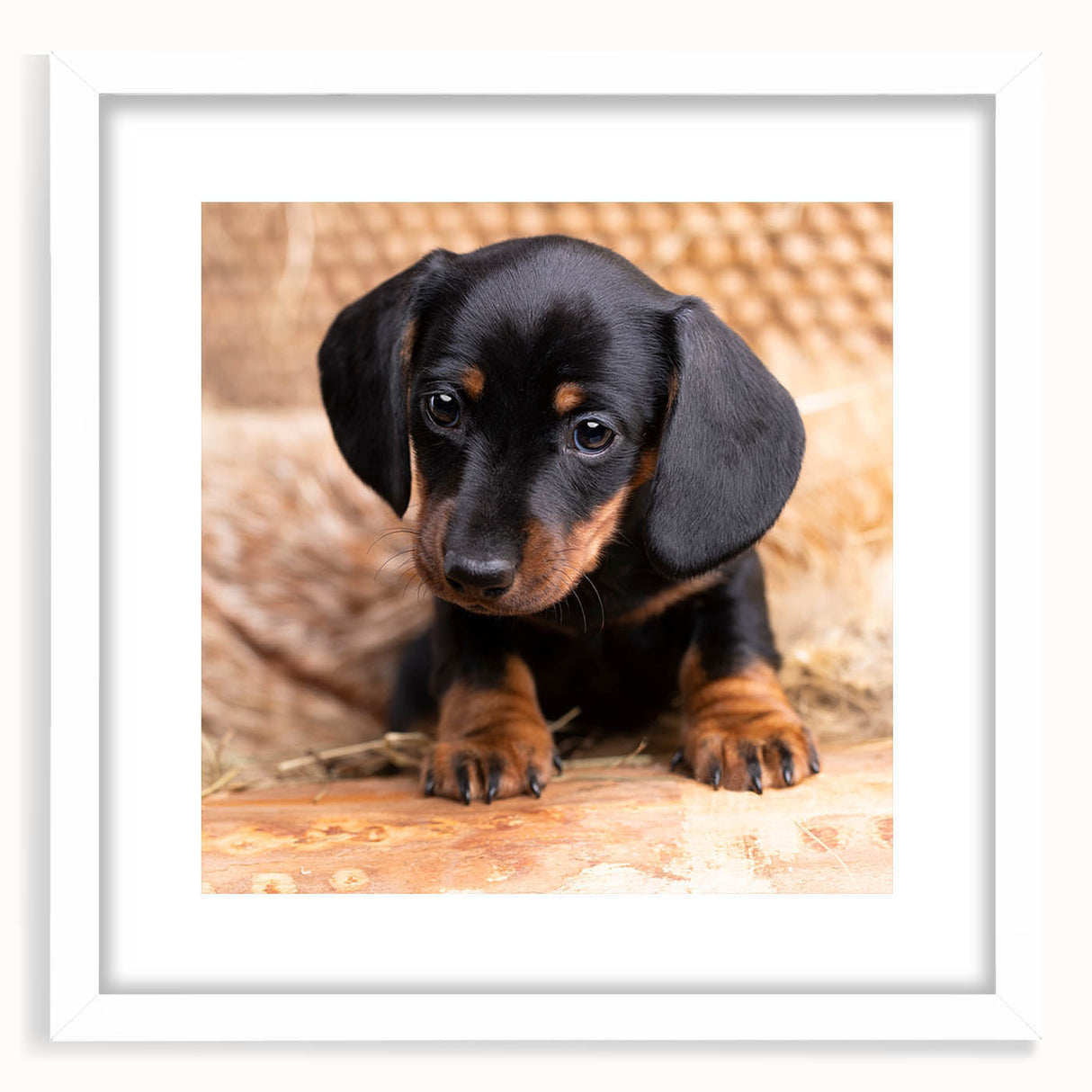 Dachshund wall art framed with a white mat, showcasing a playful dog design in vibrant colors, perfect for pet lovers and home decor enthusiasts.