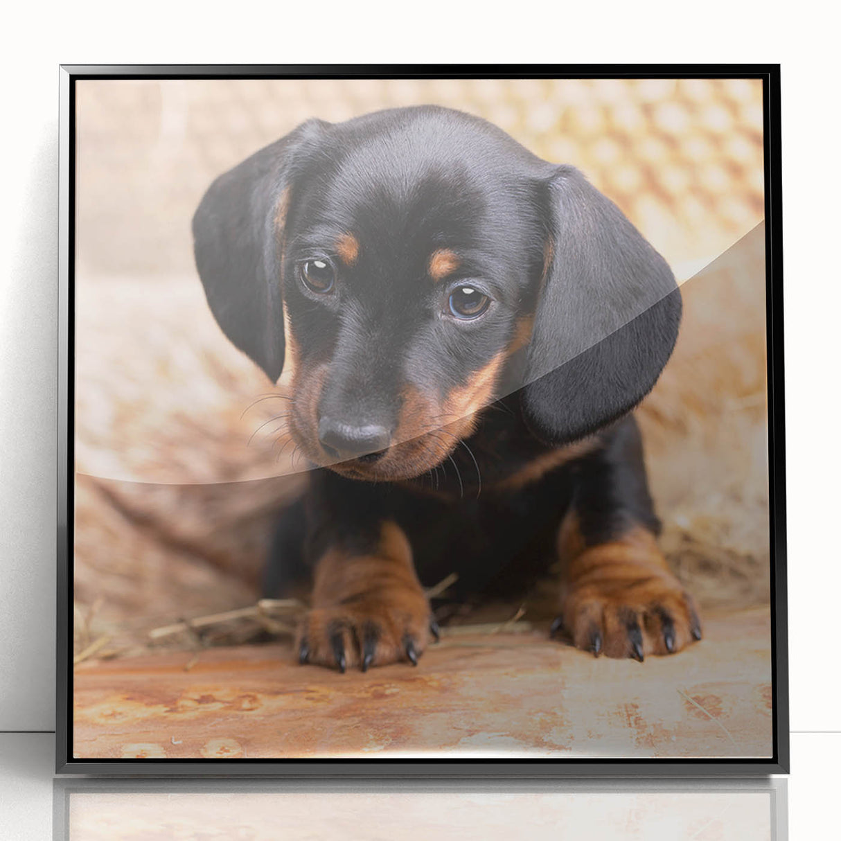 Framed wall art featuring a stylish black acrylic design showcasing a playful Dachshund, perfect for dog lovers. The sleek frame enhances any decor.