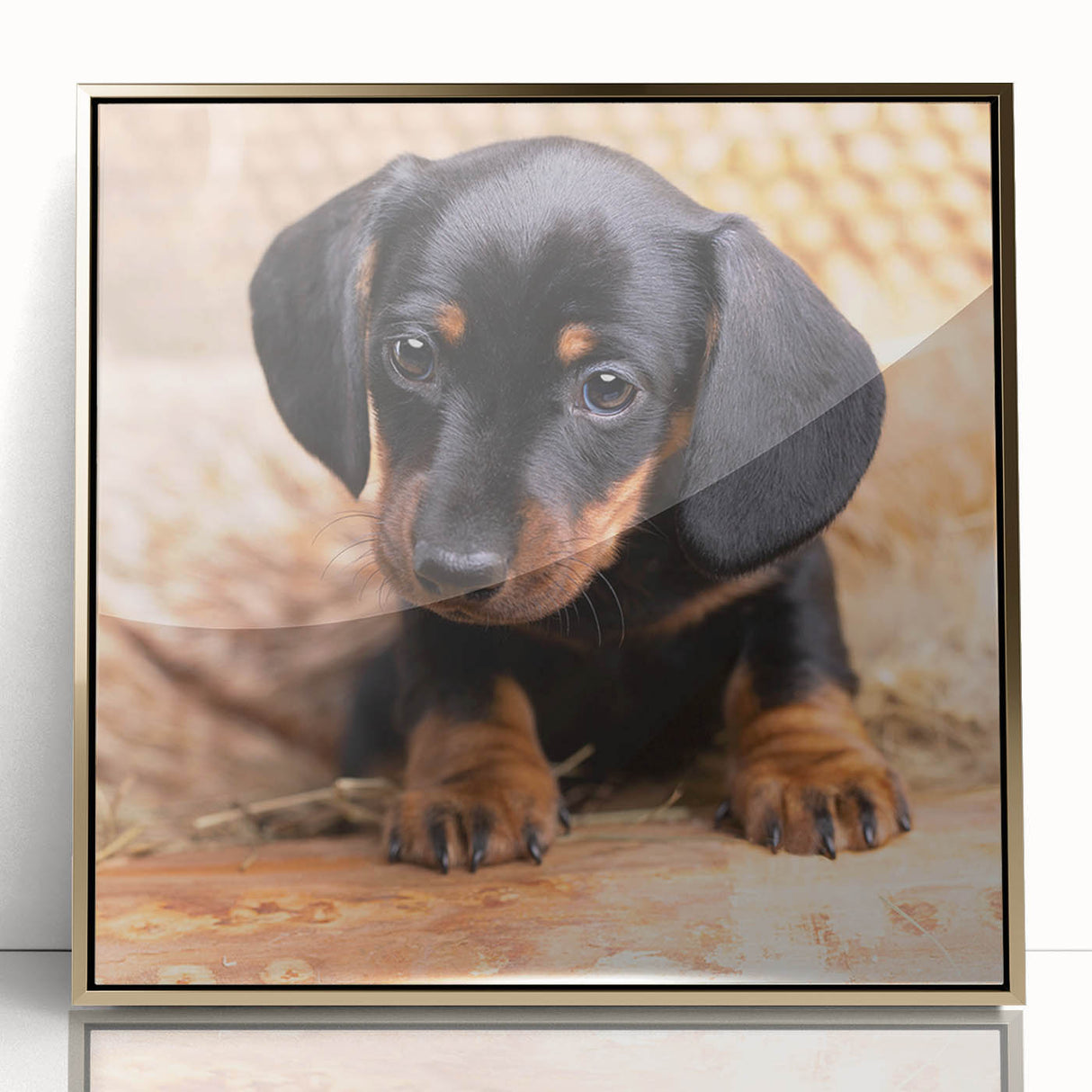 Framed wall art featuring a stylish dachshund design with a gold-acrylic finish, showcasing a playful front view ideal for pet lovers' home decor.