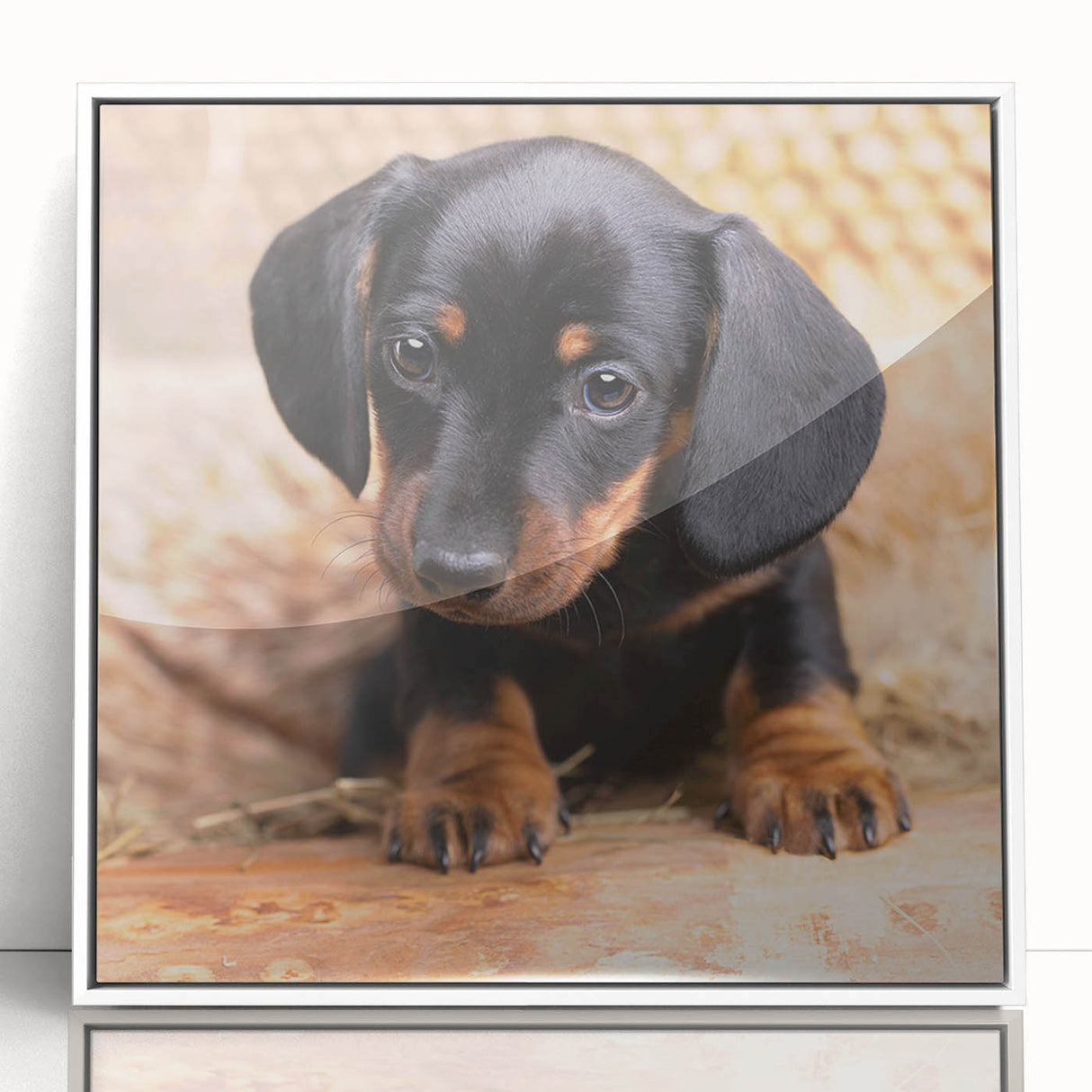 Framed acrylic wall art showcasing a playful dachshund design in vibrant colors, presented in a sleek white frame, perfect for pet lovers' home decor.