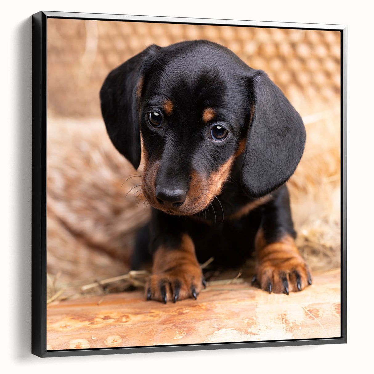 Framed wall art featuring a black and white Dachshund design, showcasing the dog in a stylized profile view, perfect for pet lovers and home decor.