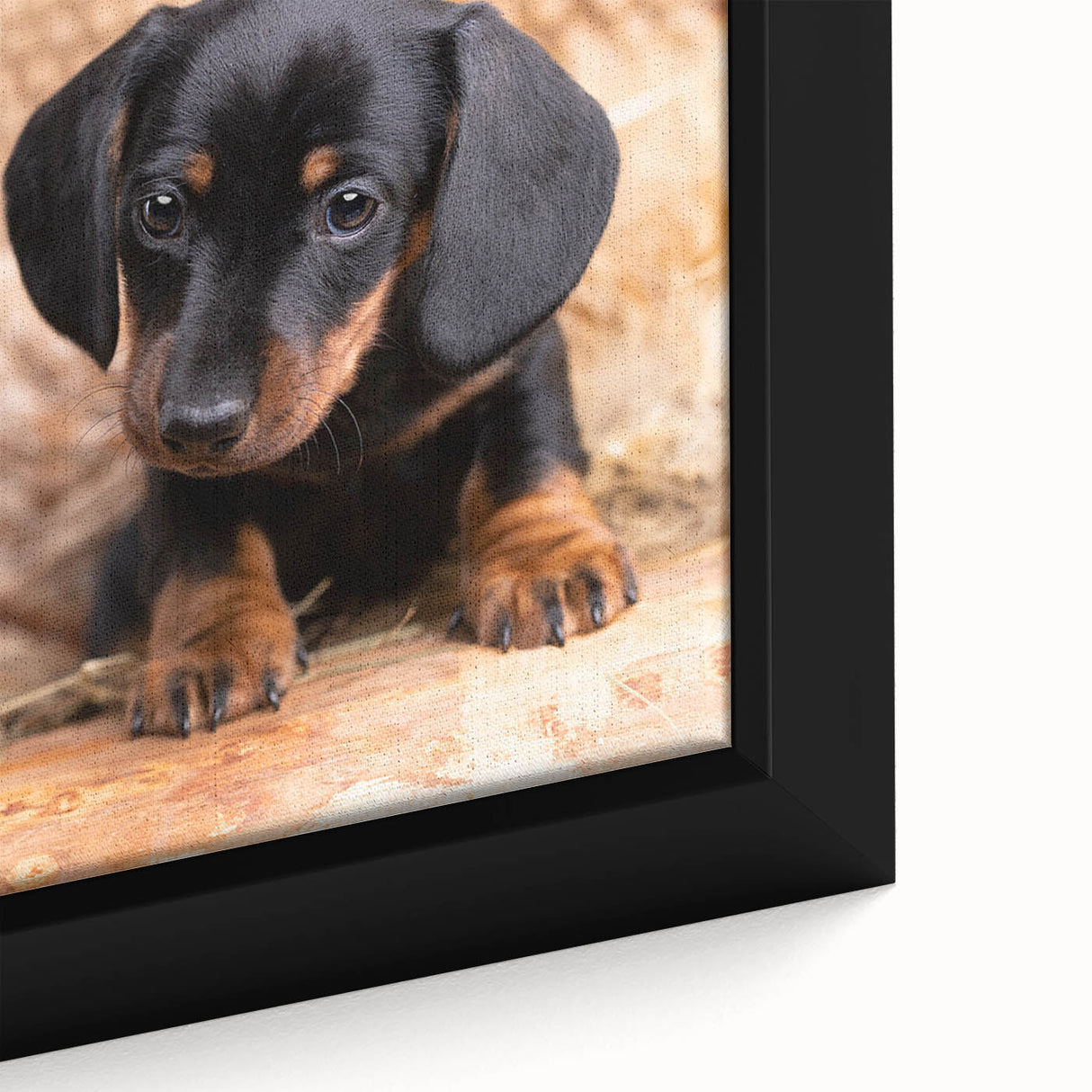 Close-up of a framed canvas wall art featuring a playful Dachshund design, showcasing vibrant colors and intricate details, perfect for dog lovers' home decor.