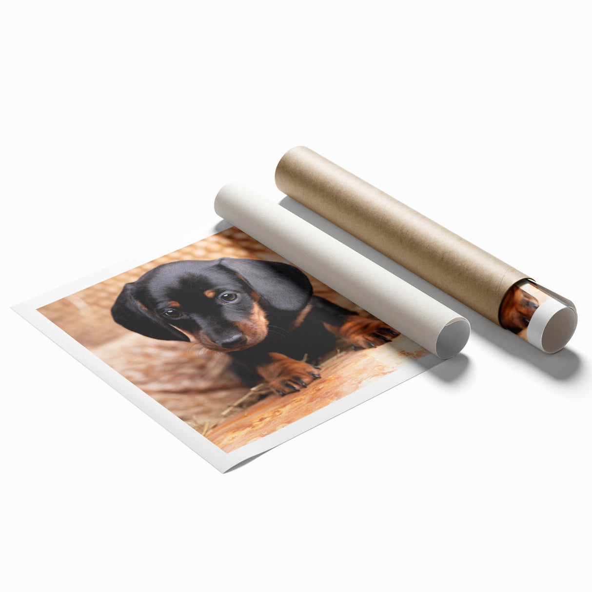 Dachshund-themed wall art print showcasing a colorful, whimsical design featuring playful dogs in various poses, rolled securely in a protective cardboard tube. Perfect for dog lovers and home decor enthusiasts.