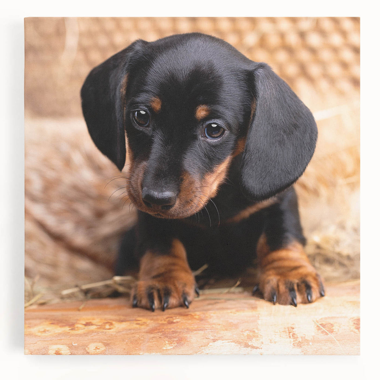 Dachshund-themed wall art canvas featuring a playful design of a brown and tan dachshund in a vibrant, colorful setting, perfect for dog lovers' home decor.