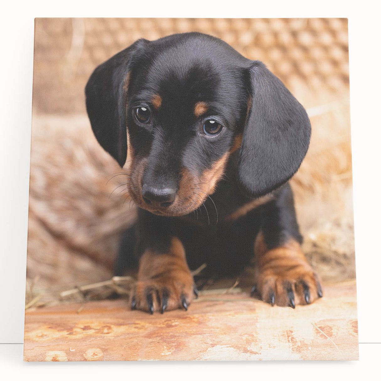 Dachshund-themed stretched canvas wall art featuring playful dog illustrations in vibrant colors, ideal for pet lovers and home decor enthusiasts.