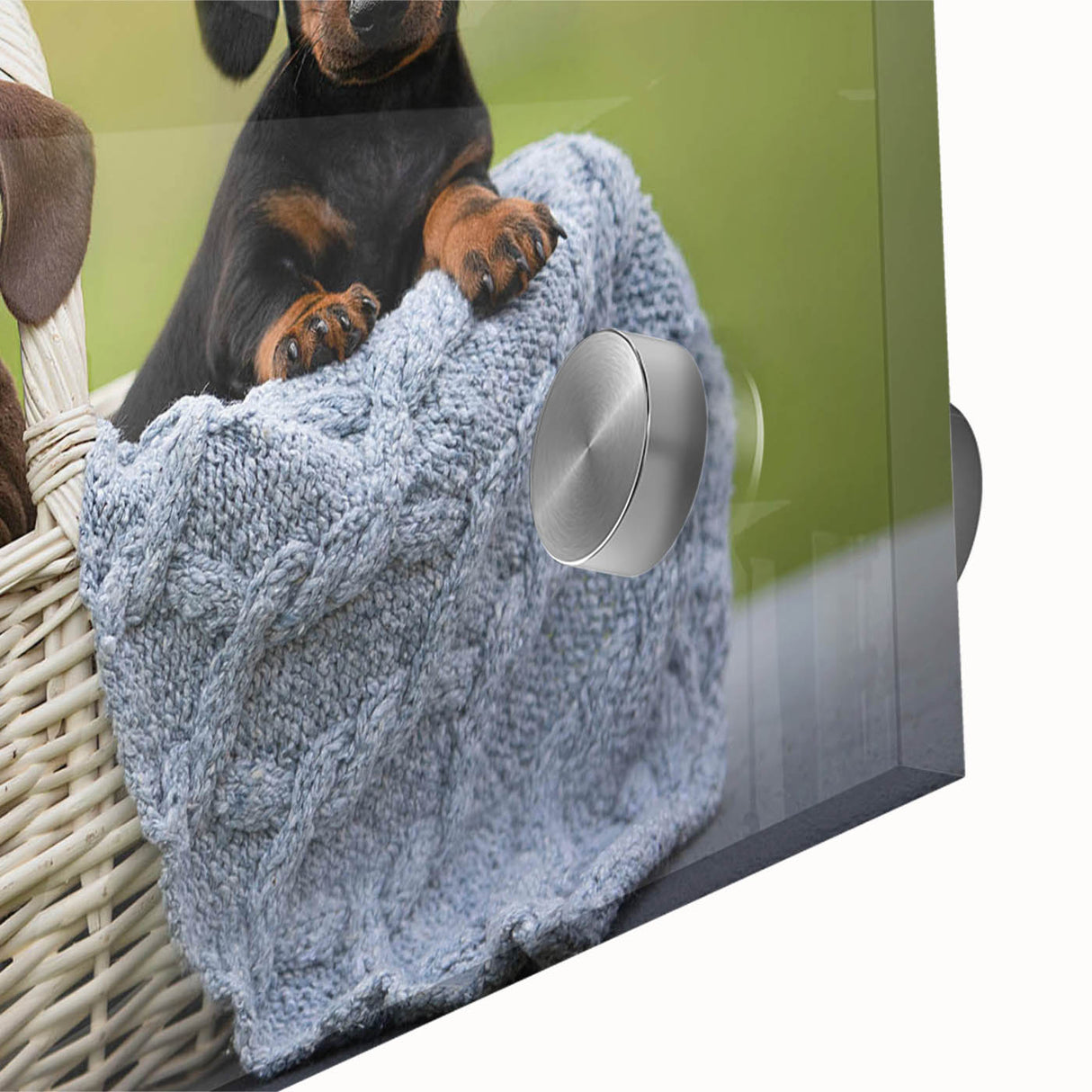 Close-up of a vibrant dachshund design wall art piece, featuring colorful acrylic glass with a playful dog illustration, perfect for modern pet lovers' decor.