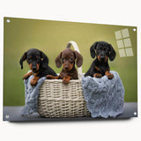 Dachshund-themed wall art collection displayed on acrylic glass, showcasing vibrant colors and playful design, ideal for dog lovers' home decor.