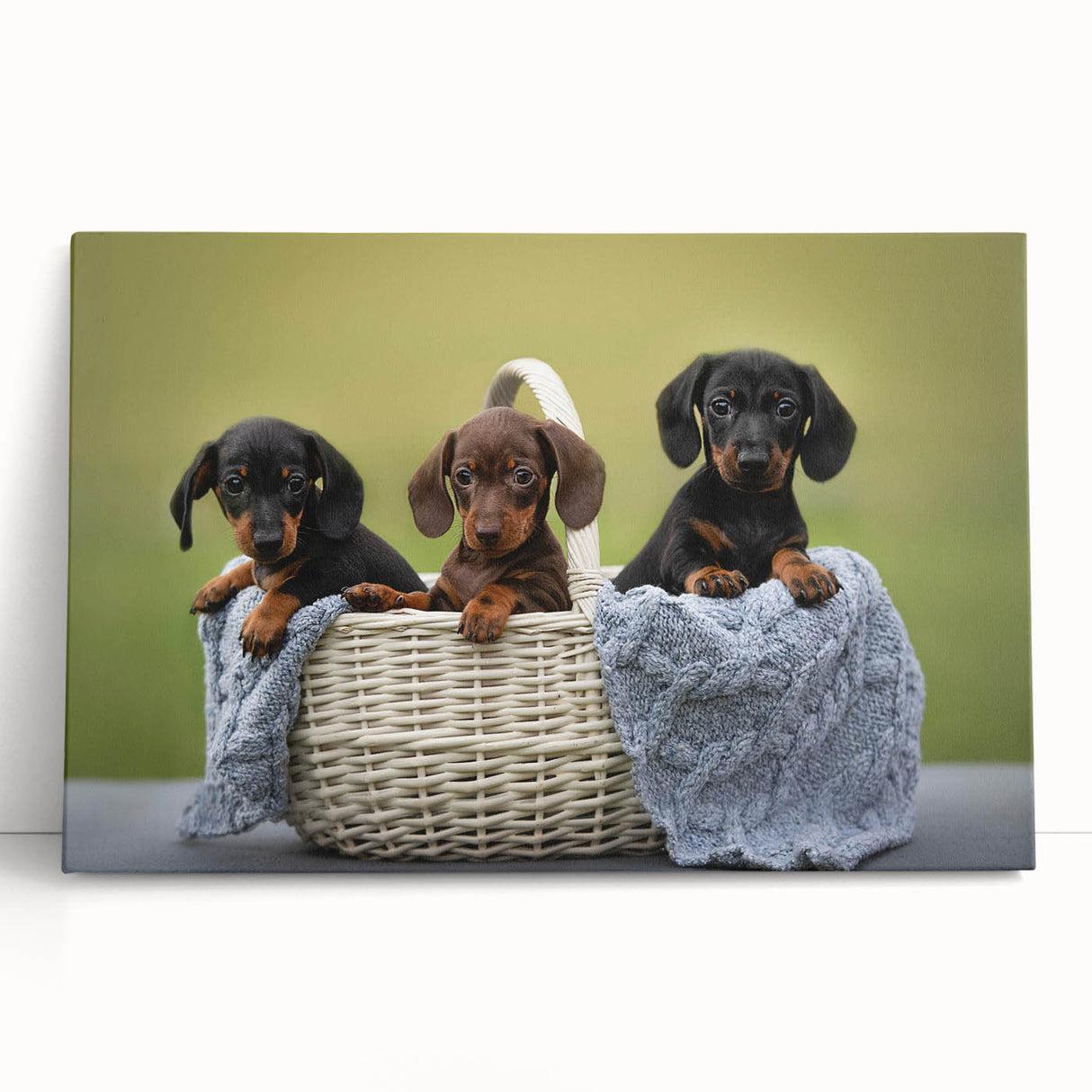 Dachshund-themed wall art collection featuring vibrant, stretched canvas depicting playful dachshunds in a colorful design, perfect for dog lovers' home decor.