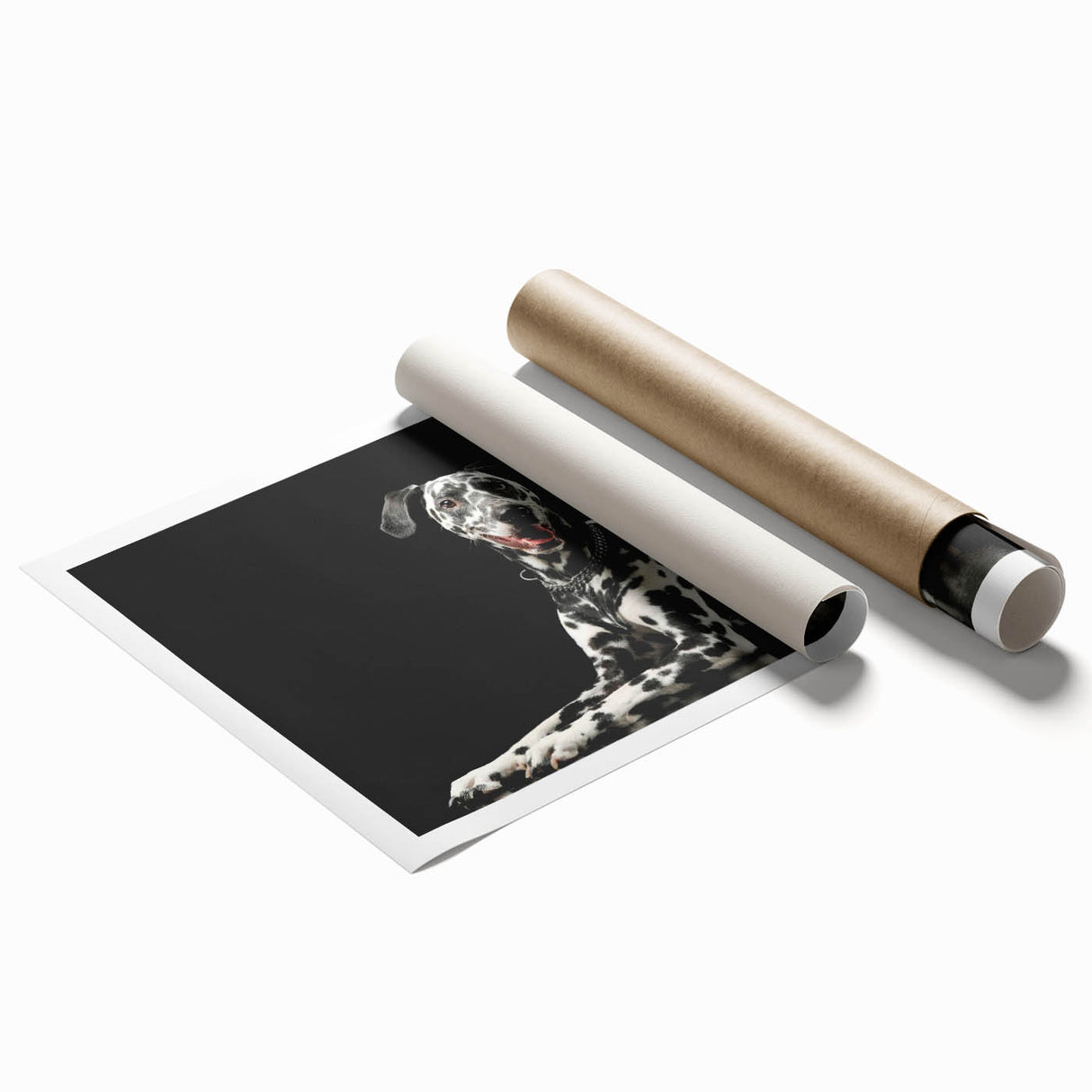 Dalmatian dog design rolled print wall art showcasing vibrant colors and playful patterns, perfect for pet lovers, packaged in a protective cardboard tube.