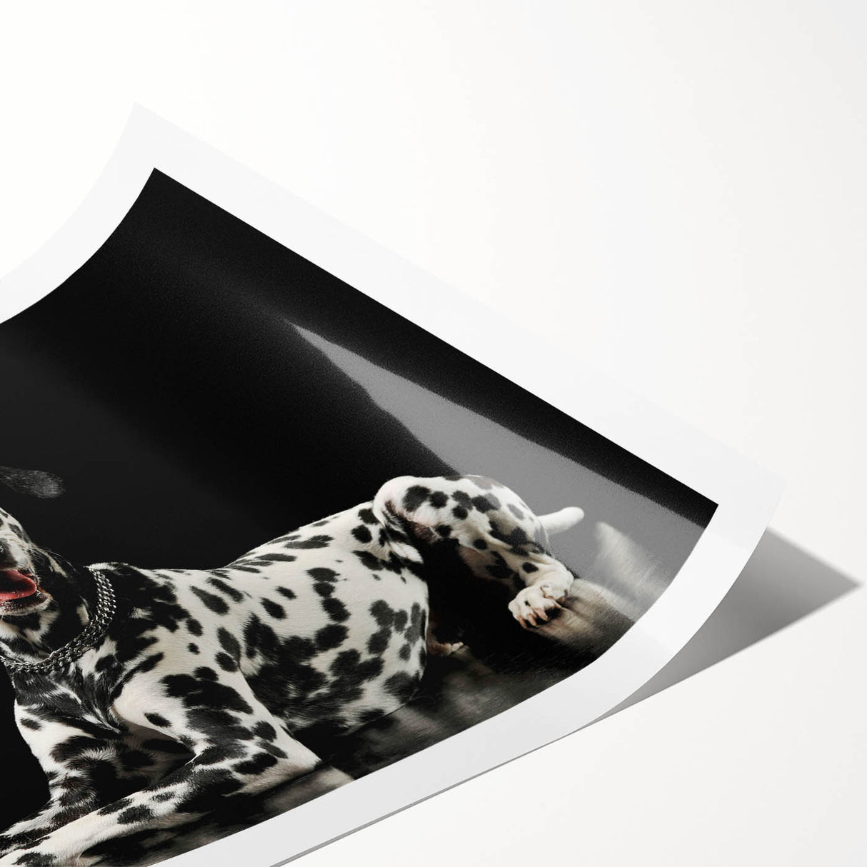 Dalmatian wall art design featuring a playful illustration of spotted dogs on a white background, perfect for dog lovers and home decor enthusiasts. This rolled print adds a whimsical touch to any space, showcasing the unique charm of Dalmatians with vibrant colors and artistic flair.