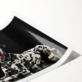 Dalmatian wall art design featuring a playful illustration of spotted dogs on a white background, perfect for dog lovers and home decor enthusiasts. This rolled print adds a whimsical touch to any space, showcasing the unique charm of Dalmatians with vibrant colors and artistic flair.