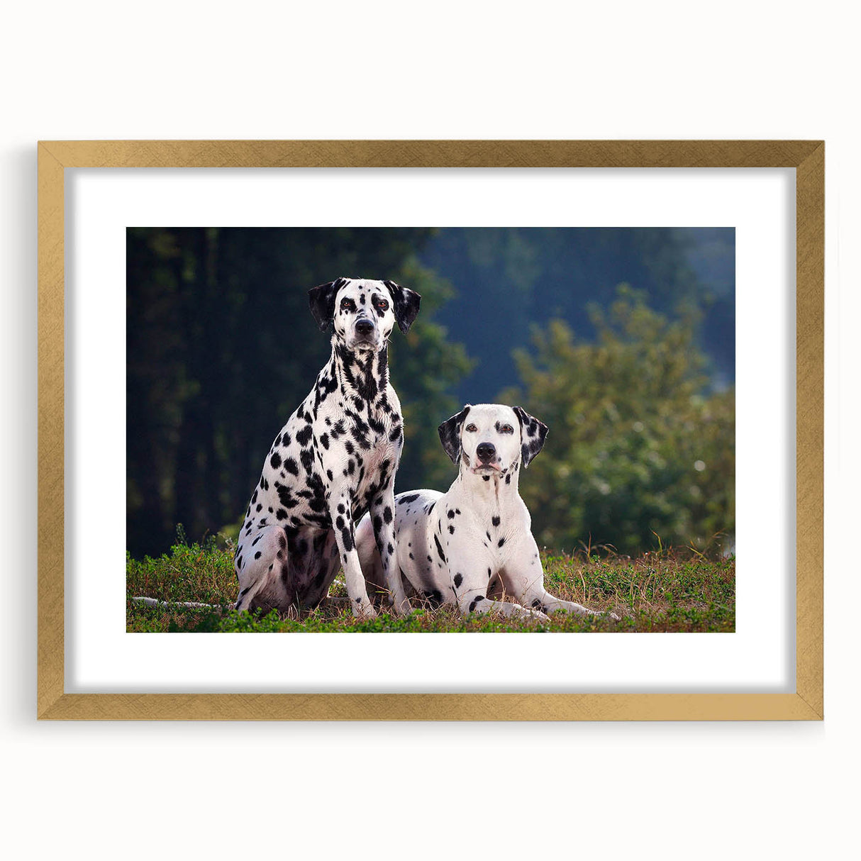 Framed wall art featuring a Dalmatian design in a stylish gold frame, showcasing a playful dog illustration against a white background, perfect for pet lovers' decor.