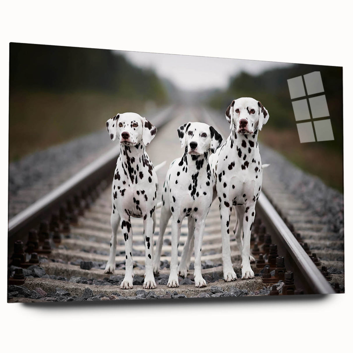 Elegant acrylic wall art showcasing a side view of a Dalmatian design, perfect for dog lovers, featuring vibrant colors and modern aesthetics.