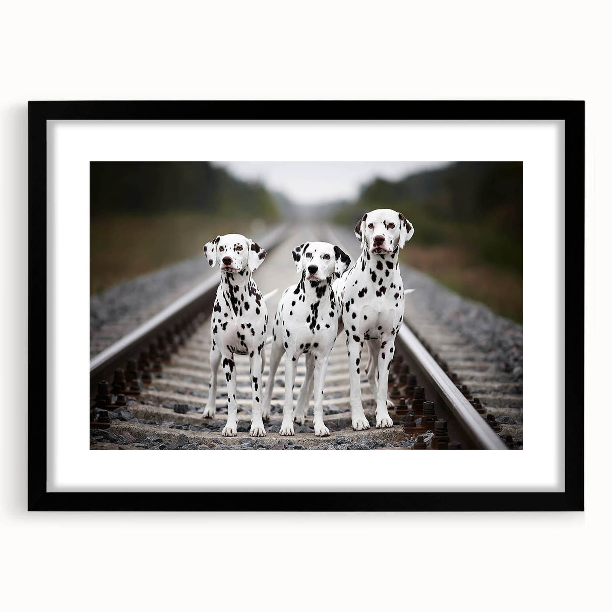 Framed Dalmatian wall art design showcasing a striking black and white spotted dog, elegantly matted and displayed, perfect for dog lovers' home decor.