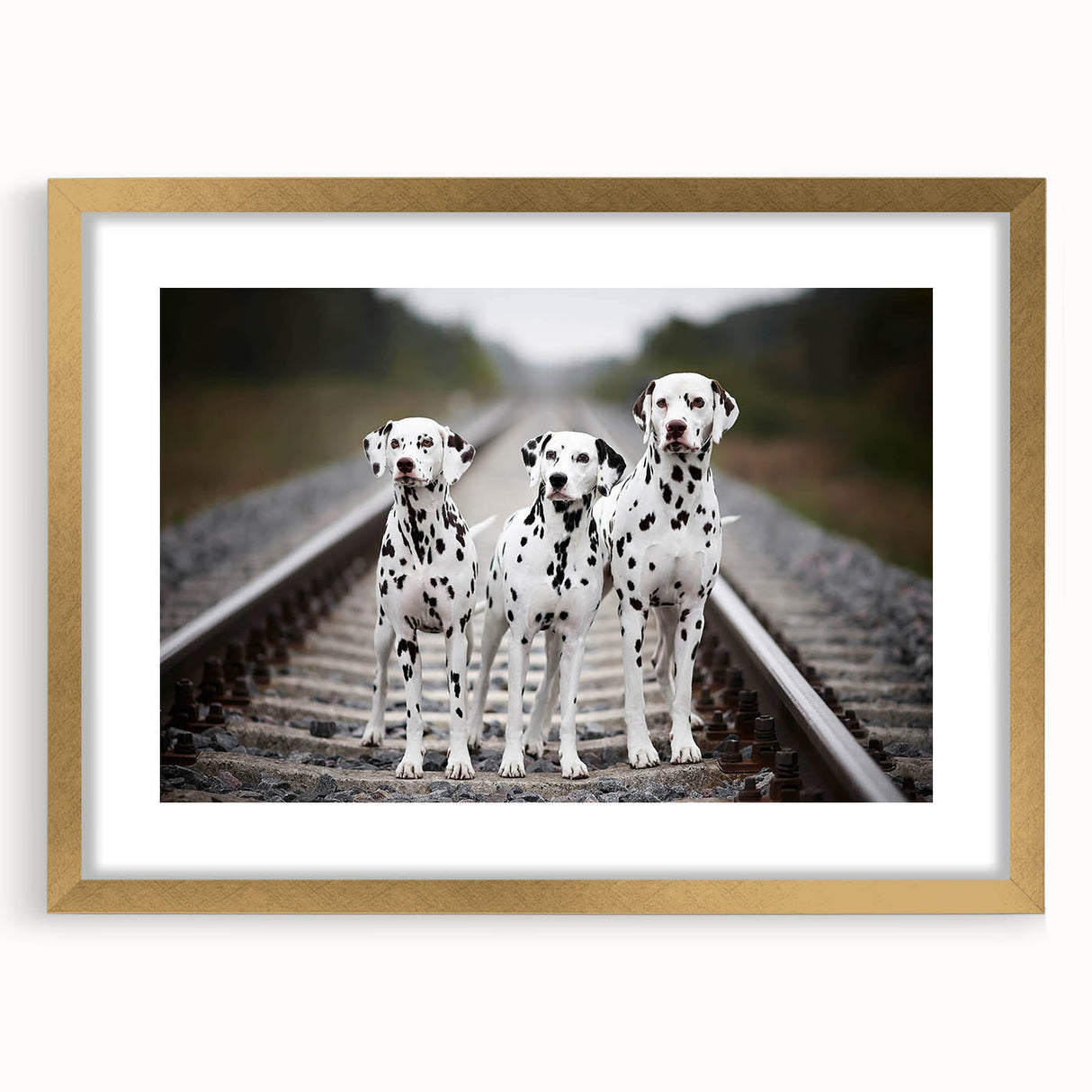 Framed wall art featuring a stylish Dalmatian design with a gold frame and mat, perfect for enhancing home decor with a touch of elegance.