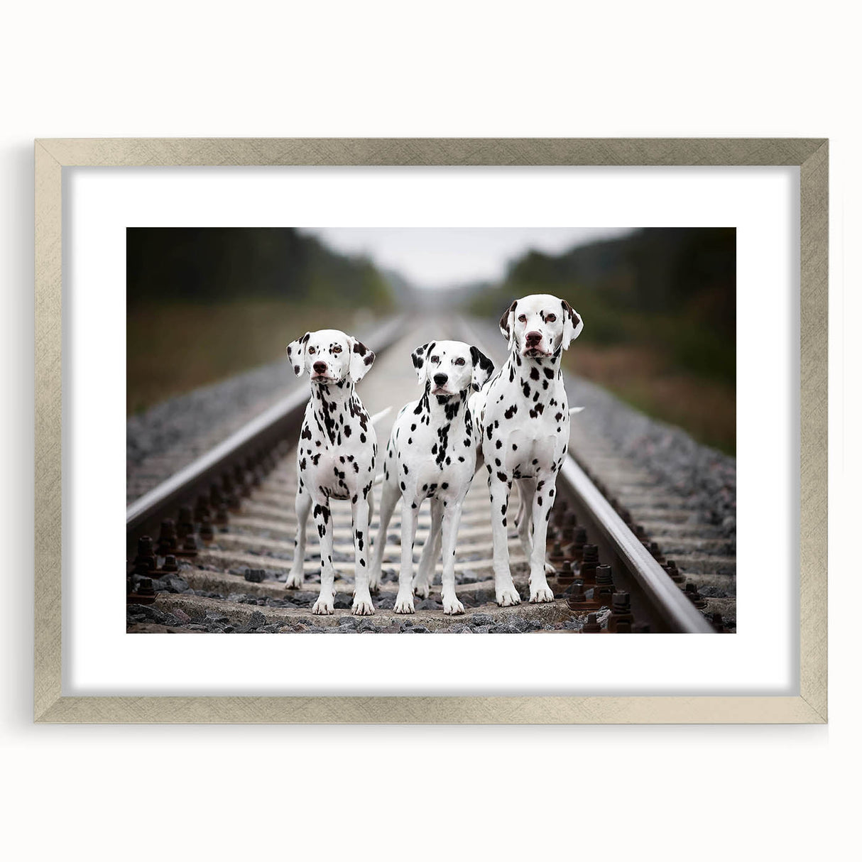 Framed wall art featuring a striking Dalmatian design in a sleek silver frame with a white mat, perfect for dog lovers and modern home décor.