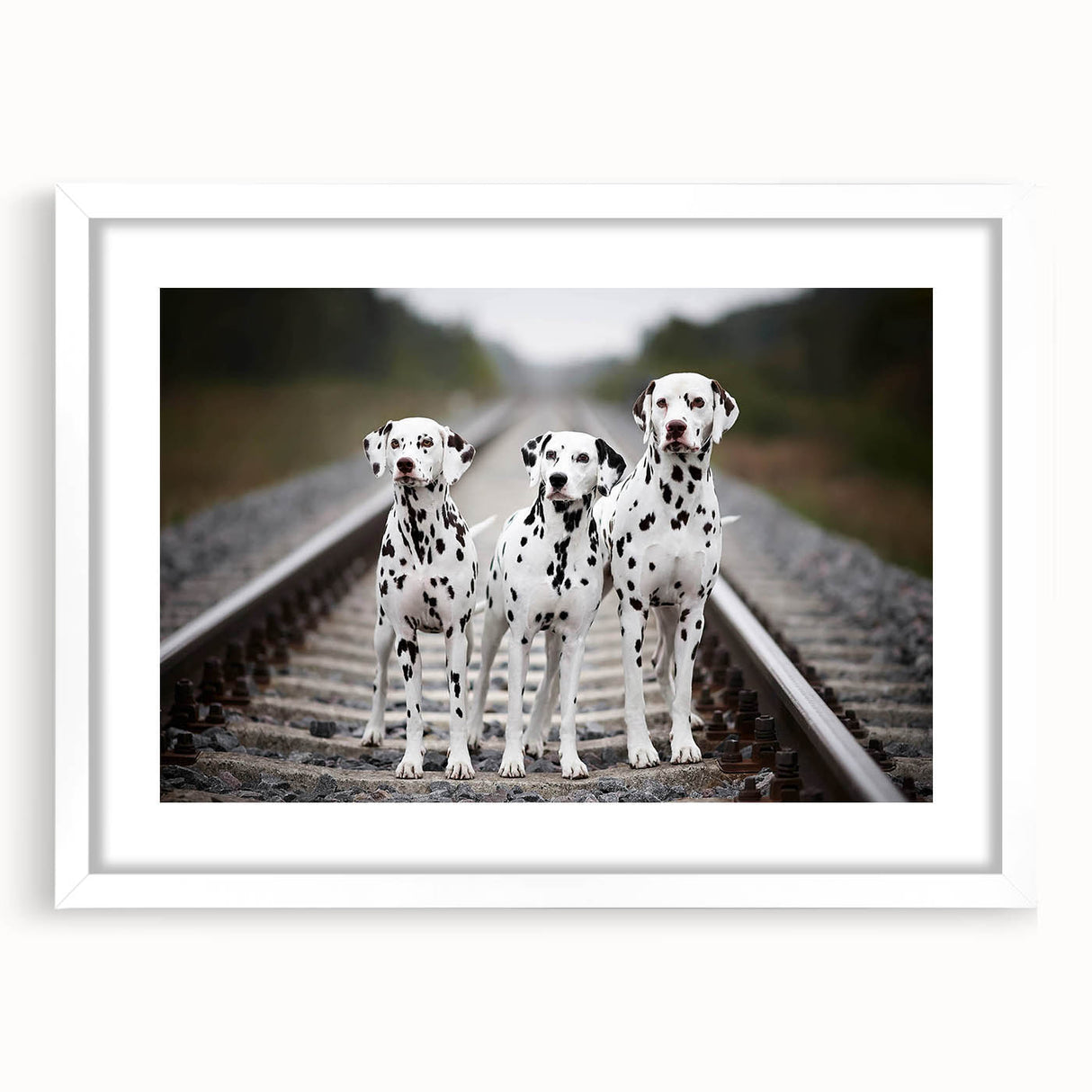 Framed Dalmatian wall art featuring a stylish design with a white mat, perfect for dog lovers seeking modern home decor accents. Ideal for living rooms or offices.