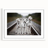 Framed Dalmatian wall art featuring a stylish design with a white mat, perfect for dog lovers seeking modern home decor accents. Ideal for living rooms or offices.