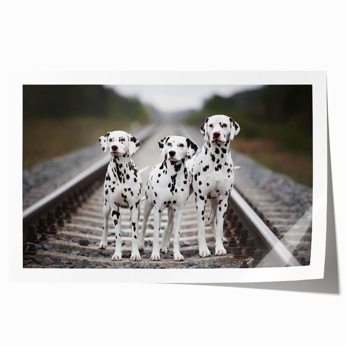 Dalmatian wall art collection featuring a vibrant, colorful design of playful Dalmatians against a white background, rolled for easy display and shipping.