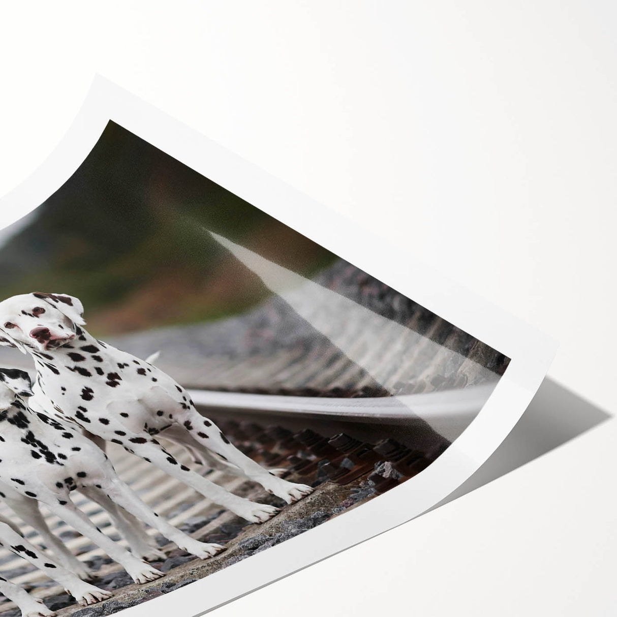 Dalmatian design wall art rolled print showcasing a playful black and white spotted dog on a vibrant background, perfect for dog lovers' decor.
