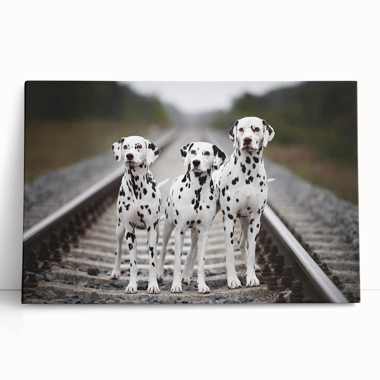 Stretched canvas wall art showcasing a vibrant Dalmatian design, featuring bold black and white spots against a colorful background, perfect for dog lovers' decor.