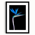 Framed botanical wall art featuring a vibrant bird of paradise design, set against a black mat, showcasing intricate details and vivid colors for an elegant home decor accent.