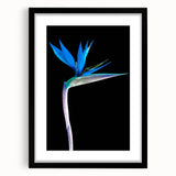 Framed botanical wall art featuring a vibrant bird of paradise design, set against a black mat, showcasing intricate details and vivid colors for an elegant home decor accent.