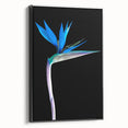 Framed canvas wall art depicting a vibrant Bird of Paradise flower design, featuring bold colors against a black background, perfect for botanical-themed decor.