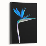 Framed canvas wall art depicting a vibrant Bird of Paradise flower design, featuring bold colors against a black background, perfect for botanical-themed decor.