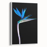 Framed canvas wall art showcasing a vibrant Bird of Paradise floral design, set against a white background, perfect for adding a touch of tropical elegance to any room.