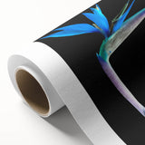 Vibrant rolled canvas featuring a stunning bird of paradise botanical design, showcasing intricate floral details and vivid colors, ideal for home decor.