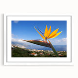 Framed wall art showcasing a vibrant Bird of Paradise floral design, set against a white mat, perfect for adding a touch of nature-inspired elegance to any room.