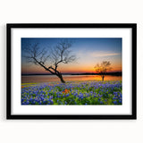 Framed botanical wall art featuring bluebonnet flowers in a black frame with a mat, showcasing intricate details and vibrant colors, perfect for home decor.