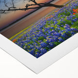 Botanical wall art featuring vibrant bluebonnet flowers on rolled canvas, highlighting intricate details and rich colors, perfect for home decor or nature enthusiasts.