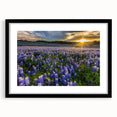 Black-framed wall art featuring a vibrant bluebonnet botanical design. The artwork showcases intricate floral details, perfect for enhancing home decor with a touch of nature.
